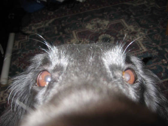 dog_nose.jpg